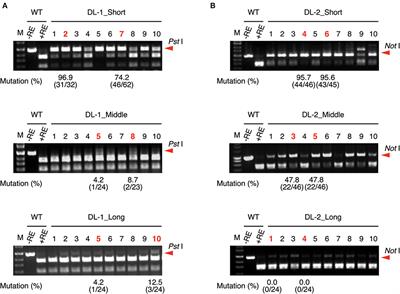 Enhanced FnCas12a-Mediated Targeted Mutagenesis Using crRNA With Altered Target Length in Rice